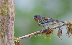 Ixothraupis rufigula