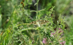 Muschampia lavatherae