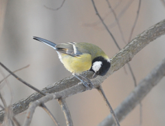Parus major