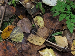 Coprinopsis marcescibilis