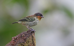 Ixothraupis rufigula