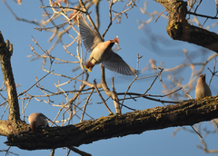 Bombycilla garrulus