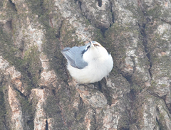 Sitta europaea