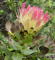 Protea × hybrida