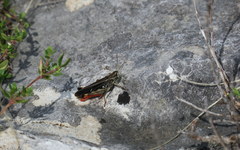 Stenobothrus rubicundulus