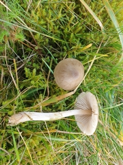 Entoloma conferendum