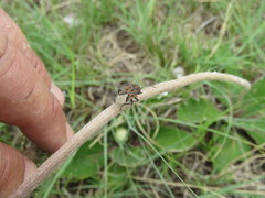 Spilostethus lemniscatus