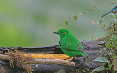 Chlorochrysa phoenicotis