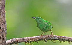 Chlorochrysa phoenicotis