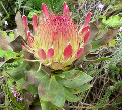 Protea × hybrida