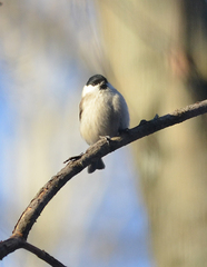 Poecile montanus
