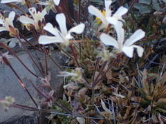 Pelargonium stipulaceum