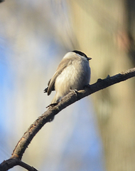 Poecile montanus