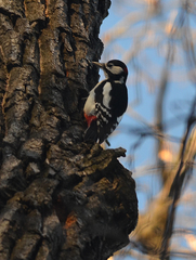 Dendrocopos major