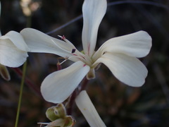 Pelargonium stipulaceum