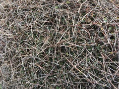 Coprosma propinqua propinqua