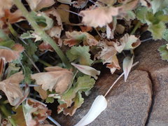 Pelargonium stipulaceum