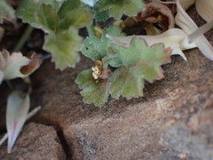 Pelargonium stipulaceum