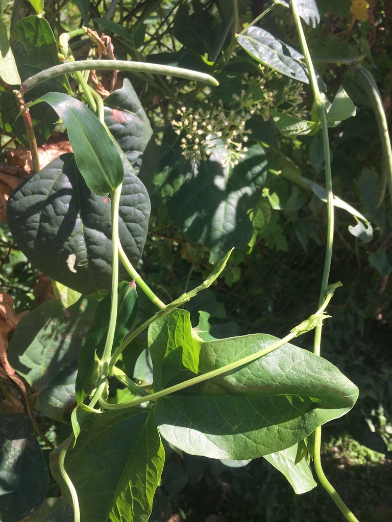 Green bean plant with flowers and developing pods
