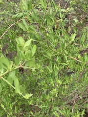 Jasminum multipartitum