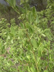 Jasminum multipartitum