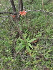 Aloe lateritia