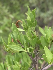 Jasminum multipartitum