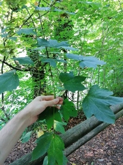 Acer lobelii