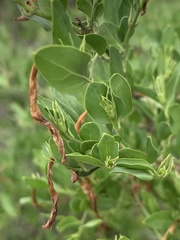 Jasminum multipartitum