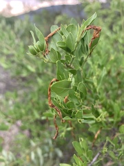 Jasminum multipartitum