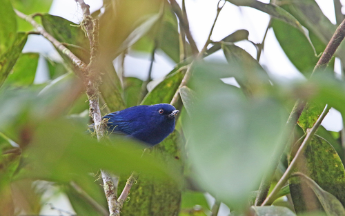 Indigo Flowerpiercer (Diglossa indigotica), photo 6