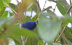 Diglossa indigotica
