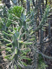Austrocylindropuntia subulata