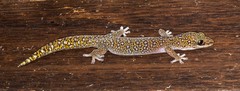 Oedura tryoni