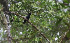 Cephalopterus penduliger