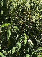 Drepanorhynchus reichenowi