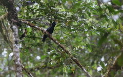 Cephalopterus penduliger