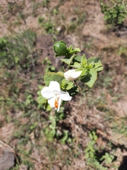 Hibiscus flavifolius
