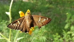 Apyrrothrix araxes