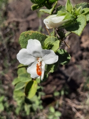 Hibiscus flavifolius