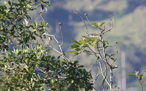 Grey-and-gold Tanager
