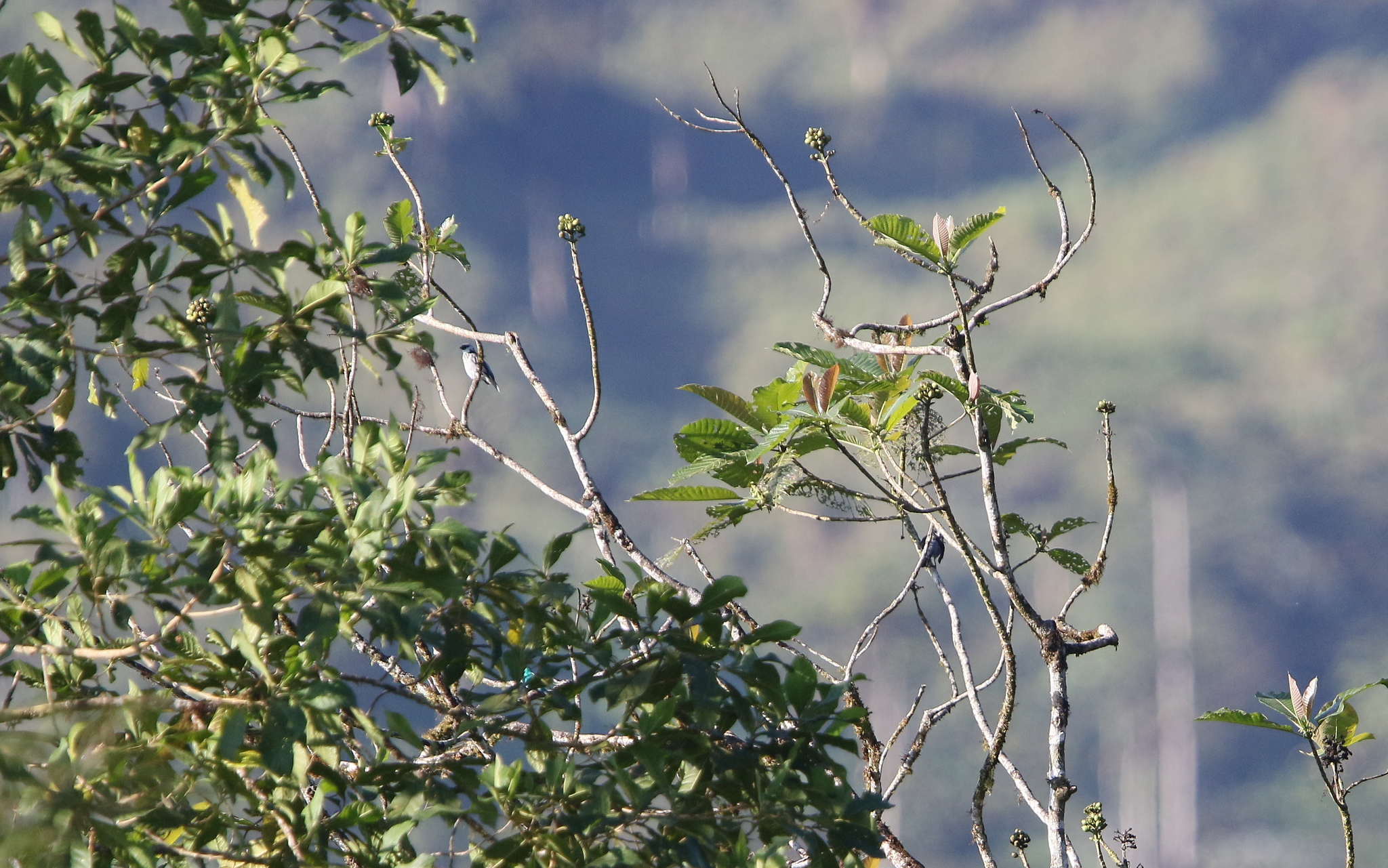 Grey-and-gold Tanager (Poecilostreptus palmeri), photo 7