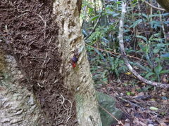 Scandarma gracilipes