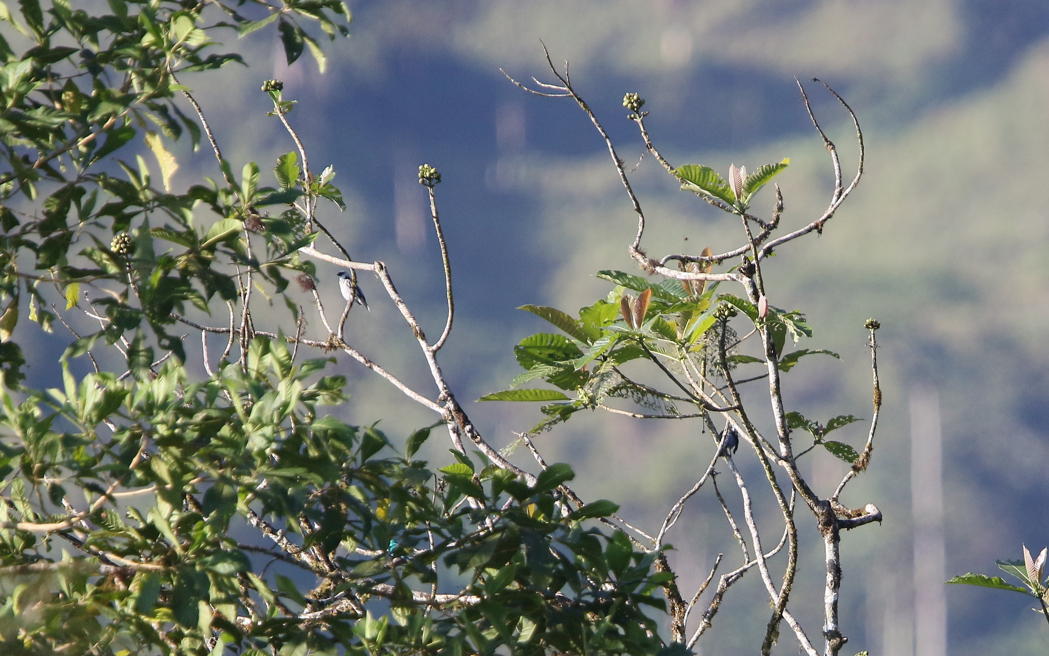 Grey-and-gold Tanager (Poecilostreptus palmeri), photo 8