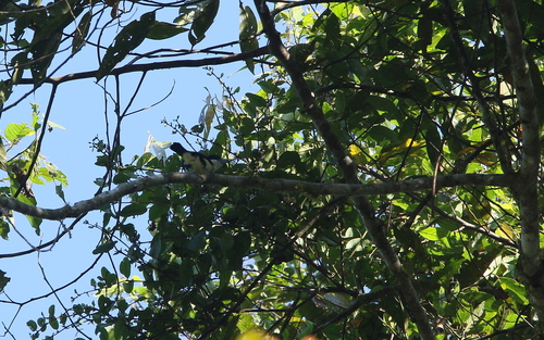 Orange-fronted Barbet (Capito squamatus), photo 8