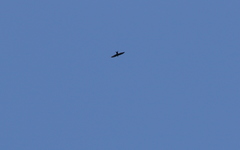 Panyptila cayennensis