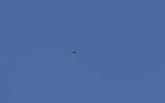 Panyptila cayennensis