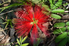 Calliandra tweediei