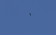 Panyptila cayennensis