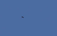 Panyptila cayennensis